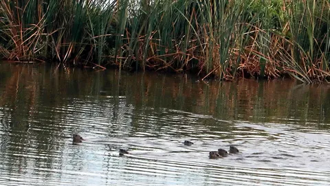 ฝูงนากใหญ่ใต้ "ตึกเรียน" หากินเริงร่า ไม่มีคนกวน ช่วงพิษโควิด (คลิป)