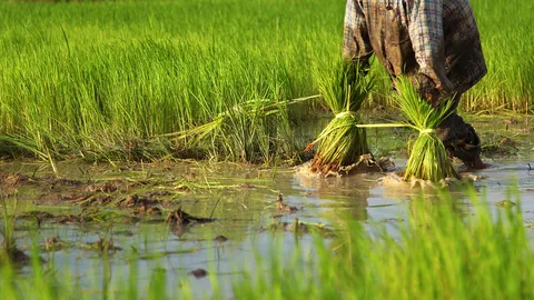 ห้องร้องทุกข์ : ชาวนาย่านวัดจระเข้ไล่ อยุธยา น้อยใจน้ำในคลองสานแห้งขอด