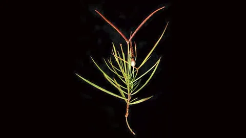 หญ้าพันเกลียว