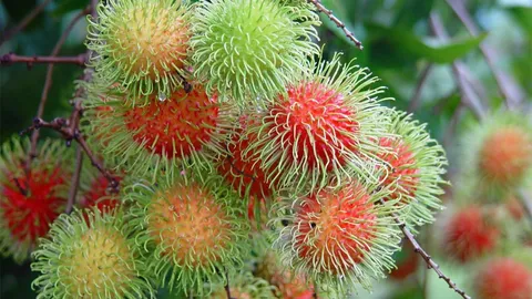 กำจัดจุดอ่อนเงาะเปลี่ยนสีเน่าไว กรมวิชาการฯหวังดันยอดส่งออก