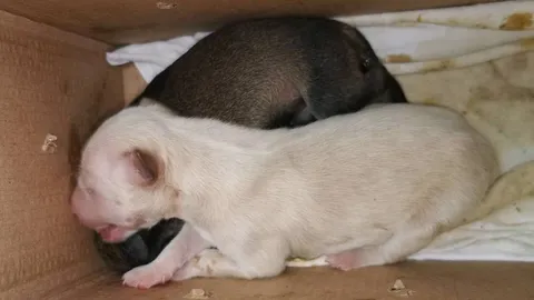 พบคนใจร้าย เอาน้องหมายังไม่หย่านมแม่ ใส่กล่องทิ้งไว้หน้าร้านสะดวกซื้อ