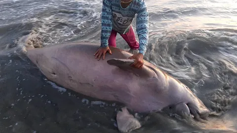 พบพะยูนเพศผู้ขนาดโต ถูกคลื่นซัดตายเกยหาดทุ่งทะเล พบบาดแผล 5 จุด
