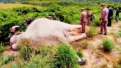 จับ 2 คนงานเฝ้าไร่ ปล่อยไฟช็อตช้างป่ากุยบุรีดับ อ้างเบรกเกอร์ไม่ตัด 