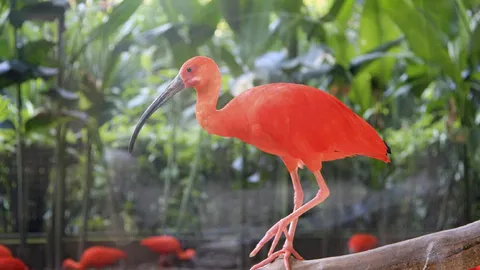 นกช้อนหอยสีแสด หาชมได้ที่สวนสัตว์ นครราชสีมา