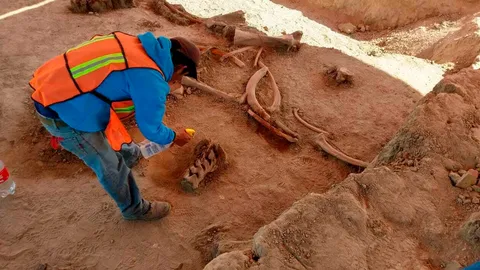 ค้นพบสุสานแมมมอธในเม็กซิโกซิตี