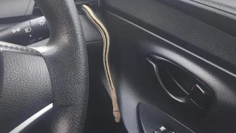 สาวช็อกหนัก ขับรถไปส่งเพื่อน ขากลับเจองูโผล่ช่องแอร์ คอหวยไม่ลืมถามทะเบียนรถ