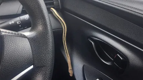 ช็อกงูโผล่