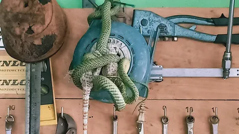 ศึก 'งูเขียว' ล้วงกินตับ 'ตุ๊กแก' กลางบ้าน เชื่อมาให้โชคถูกหวยแน่! (คลิป)