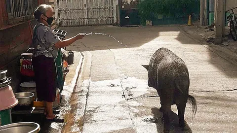 หมูป่าแสนรู้ ตามบิณฑบาต ประทับใจ "ไอ้ทอง" หายไปกลับวัดถูก