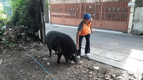 ขาใหญ่วัด 