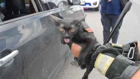 ชะรอยจะโชคดี หนุ่มขับเก๋งป้ายทะเบียนใหม่ แมวดำกระโดดเกาะรถ 