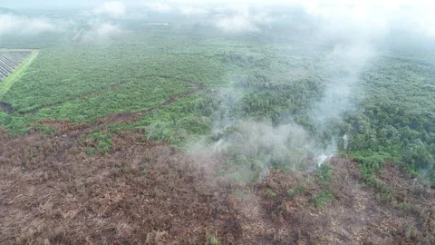 ไฟป่าพรุบาเจาะเหลือแค่ 5% หลังฝนตกมาช่วย รอประเมินจะใช้ ฮ.ดับไฟหรือไม่