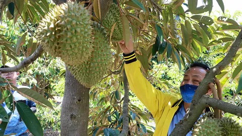 ภูพานปลูกไม้ผลได้ ลุ้นไปจีน-เวียดนาม