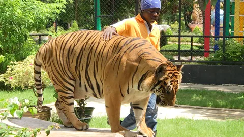 สวนเสือศรีราชา เตรียมเปิดรับนักท่องเที่ยวแบบ New Normal 12 มิ.ย.นี้