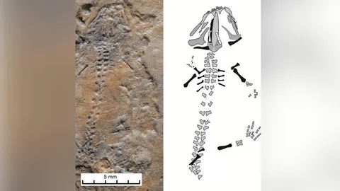 ฟอสซิลซาลาแมนเดอร์ที่เก่าแก่ที่สุด