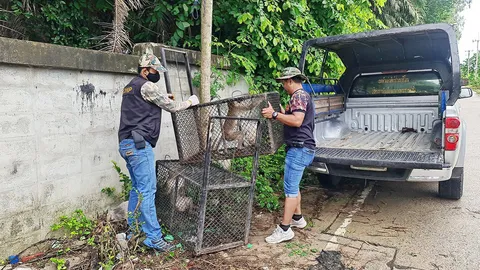 จนท.ตามรวบ 3 ลิงแสมแสบ ก่อกวนชาวบ้านนาจอมเทียน หลังฆ่าลูกหมาตาย 2 ตัว