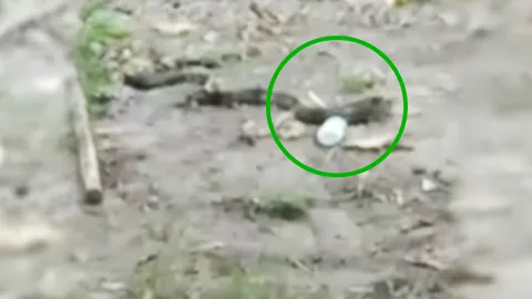 ตายน้ำตื้น งูเห่ามุดกระป๋องแป้งกินคางคก แผ่แม่เบี้ย หัวติด ออกไม่ได้ (คลิป)