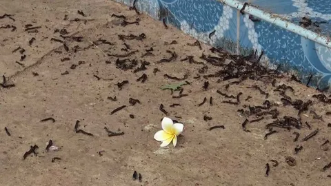 หนอนบุ้งนับพันบุกบ้าน จนเจ้าของบ้านไม่เป็นอันทำงานทำการ ต้องกวาดออกทั้งวัน