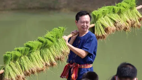 "ณัฏฐพล" ส.ส.สุรินทร์ ลงแขกดำนาช่วยชาวนา ฟังปัญหาเตรียมหารือ กมธ.เกษตร