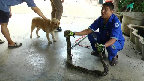 เปิดศึกทั้งคืน ดุ๊กดิ๊กทะเลาะงูหลาม ฟัดกันยันเช้าพบทั้งคู่สุดอ่อนเพลีย