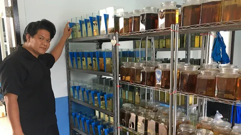 ปลากัดไทย...พลิกวิกฤติส่งออก พัฒนาสีสันดันขายบ้านเรา