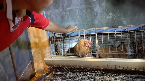 ป้าบุรีรัมย์คาใจไก่ตายเครื่องในหาย ไม่เชื่อปอบลง ปศุสัตว์ชี้ฝีมือสัตว์