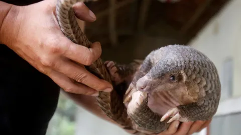 นักอนุรักษ์เฮ ทางการจีนถอด "ตัวนิ่ม" หลุดบัญชีตำรับยาจีน ปูทางคุ้มครอง