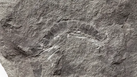 กิ้งกือสกอตแลนด์เป็นสัตว์บกเก่าแก่สุดในโลก