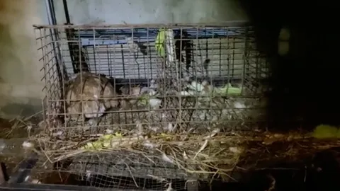 ป้าบุรีรัมย์อึ้ง ไก่ 3 ตัวตายเรียบ ทั้งที่มัดกรงอย่างดี หรือจะฝีมือสัตว์