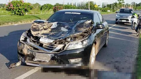 กระบือใคร วิ่งออกจากข้างทางชนรถเก๋งพังยับ ควายขาหัก