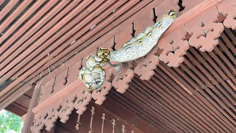 งูเหลือมพันอยู่ขื่อบ้านไม้โบราณอายุนับ 100 ปี คนรักหวยไม่พลาด เลขเด็ด