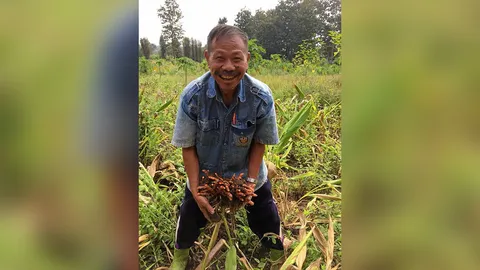 ขมิ้นชัน-ไพล แปลงใหญ่