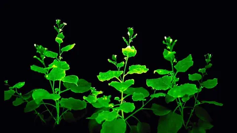 ต้นไม้เรืองแสงใกล้ความจริง