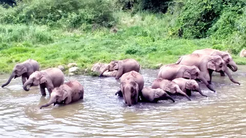 ช้างป่าละอูโขลงใหญ่อวดโฉม เล่นน้ำสนุกสนาน ก่อนรับเปิดอุทยานฯ