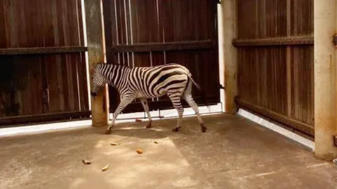 "ปศุสัตว์" คุม "กาฬโรคแอฟริกาในม้า" วงจำกัดได้แล้ว เผย นำม้าลายเข้ามุ้ง