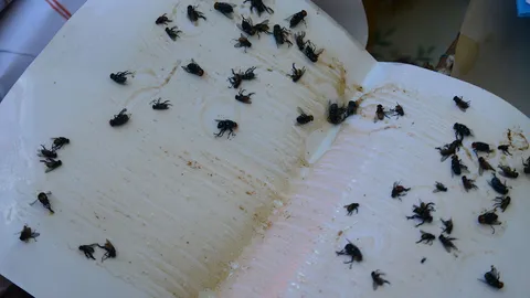 แมลงวันหัวเขียวบุกตลาดตอมสินค้า คนจ่ายตลาดเกรงว่าจะเป็นแหล่งเพาะเชื้อโรค