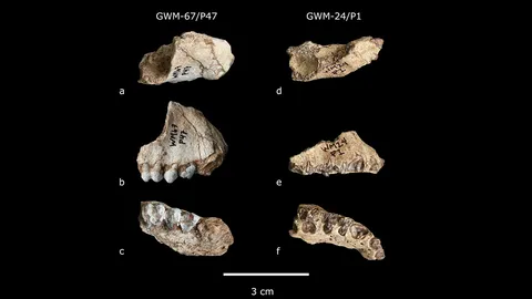 ไพรเมตสายพันธุ์ใหม่พบในเอธิโอเปีย