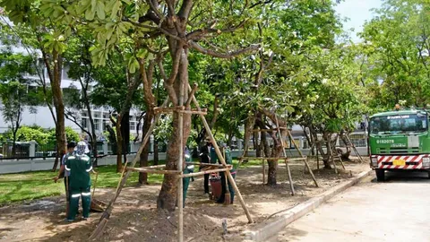 กทม.แจงสังคมออนไลน์ ดราม่าย้ายต้นไม้ขุดอุโมงค์ ทำทางเดินลอดหน้าพระลาน