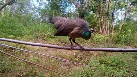 เห็นชัดเจน ปิดอุทยานฯ เชียงใหม่ ไร้มนุษย์รบกวน ทำให้สัตว์ป่าโผล่เพียบ