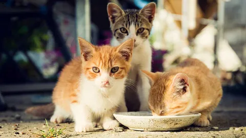 เลี้ยงแมวแต่ปล่อยปละละเลย ขี้เยี่ยวใส่บ้านข้างเคียง สร้างความเดือดร้อน