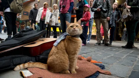 Bob แมวชื่อดังจากหนัง  ‘A Street Cat Named Bob’ เสียชีวิตแล้ว