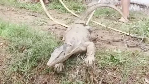 หนีสุดชีวิต เจ้าหน้าที่ช่วย "ตัวเห้ยักษ์" ตกบ่อ สุดท้ายเผ่นแทบไม่ทัน (คลิป)