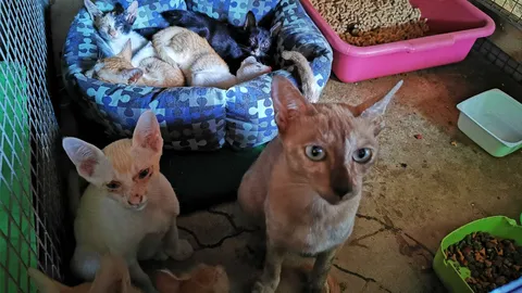 โวยคนใจบาปเอาแมวแม่ลูกอ่อน 12 ตัวยัดกล่องไม้ทิ้งหลังตลาดที่ศรีราชา