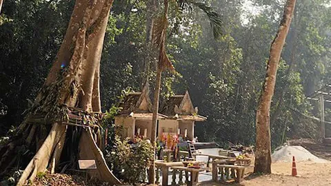 เครือเถาหลง คนหลงป่า ปาฏิหาริย์พลังผืนป่า