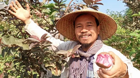 ฝรั่ง..ทับทิมสยาม แดงตั้งแต่ใบยันผล