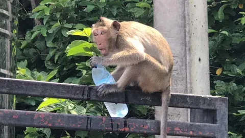 ไล่จับวุ่น ลิงเขาสามมุขแสบ วิ่งราวทอง คว้าขึ้นไปแทะบนต้นไม้ 