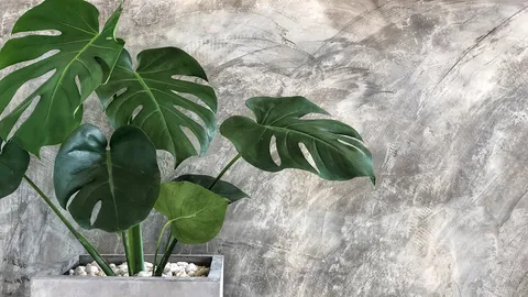 รวม 50 ต้นไม้มงคล ปลูกเสริมมงคลโชคลาภไล่ศัตรู