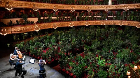 นักดนตรีสเปนเปิดฮอลล์แสดงคอนเสิร์ตต่อหน้าต้นไม้มากกว่า 2 พันต้น (คลิป)