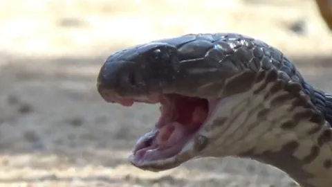 สุดอันตราย พบงูเห่าอยู่ห้องสาวท้องแก่โชคดีไม่ฉกใคร คอหวยมองเลขที่บ้าน