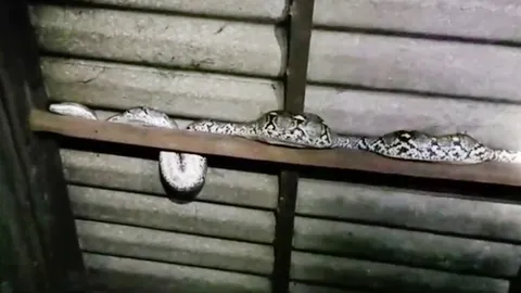 กู้ภัยช่วยกันดึง "งูเหลือมหิวโซ" รัดแม่แมว เขมือบลูก หนีซุกใต้หลังคา (คลิป)